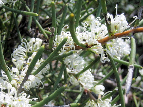 Grevillea sp.