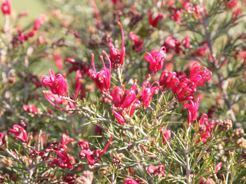 Grevillea sp.