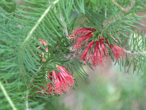 Grevillea sp.