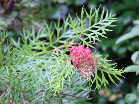 Grevillea sp.