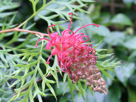 Grevillea sp.