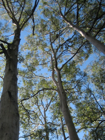 Eucalyptus propinqua