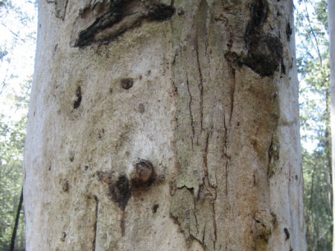 Eucalyptus propinqua