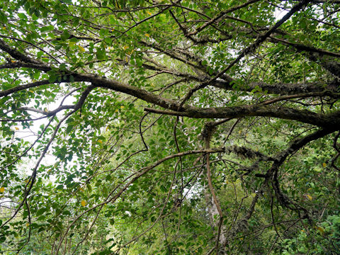 Griselinia littoralis