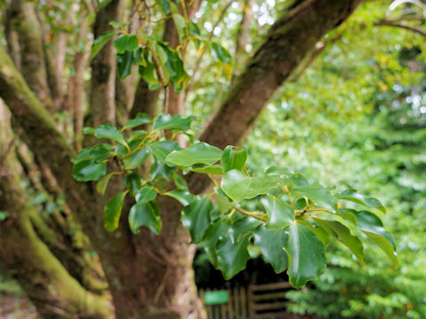 Griselinia littoralis