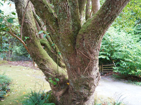 Griselinia littoralis