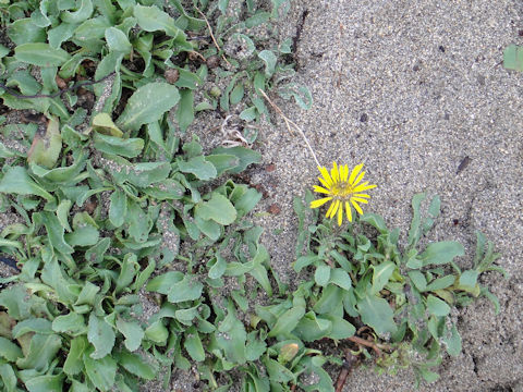 Grindelia hirsutula var. maritima