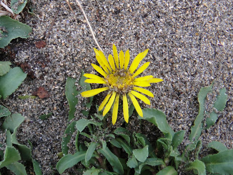 Grindelia hirsutula var. maritima