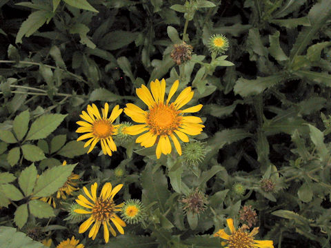 Grindelia robusta