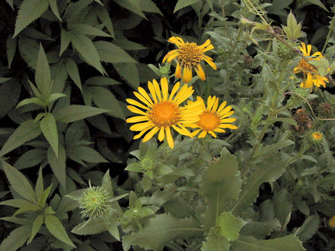 Grindelia robusta