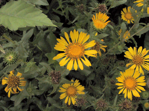 Grindelia robusta