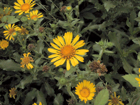 Grindelia robusta