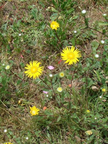 Grindelia squarrosa