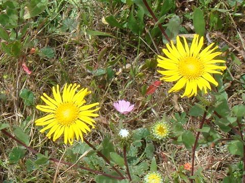 Grindelia squarrosa