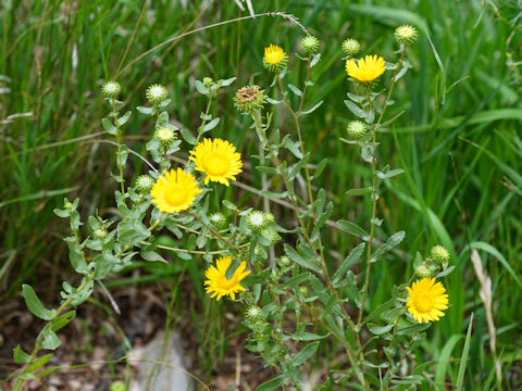 Grindelia squarrosa