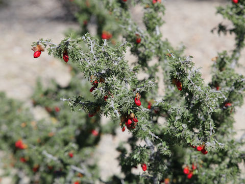 Guaiacum angustifolium