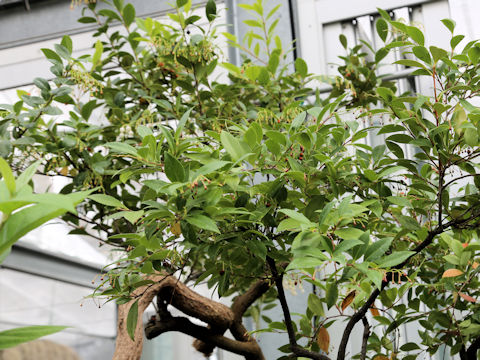 Vaccinium wrightii