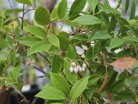 Vaccinium wrightii