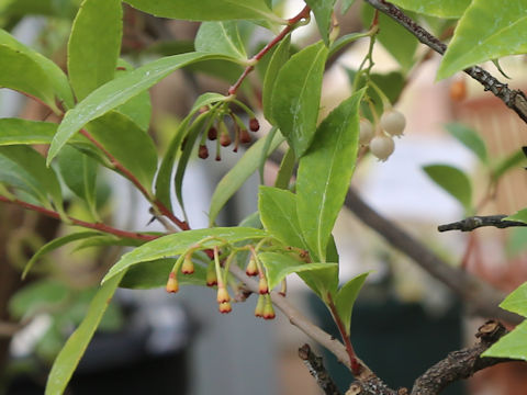 Vaccinium wrightii
