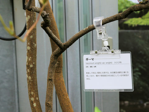 Vaccinium wrightii