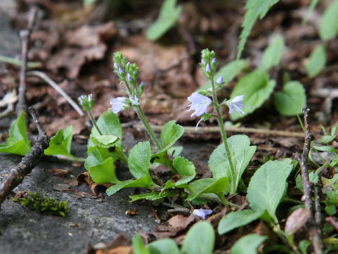 Veronica onoei