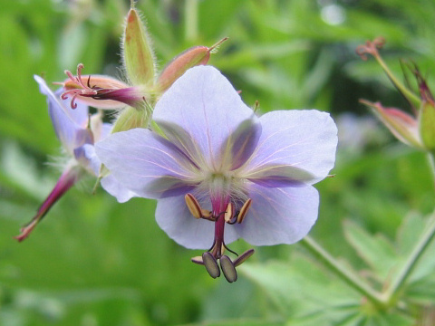 Geranium eriostemon var. reinii