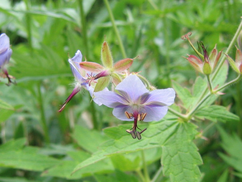 Geranium eriostemon var. reinii