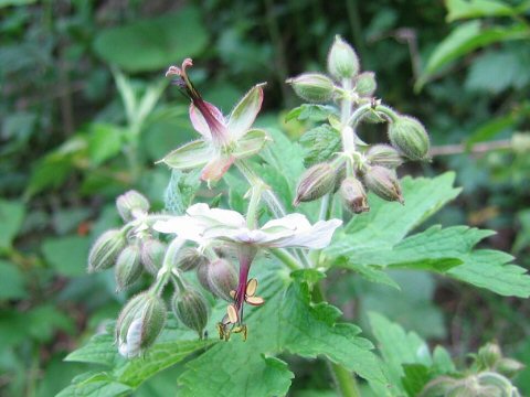 Geranium eriostemon var. reinii