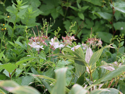 Geranium eriostemon var. reinii