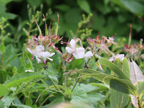 Geranium eriostemon var. reinii