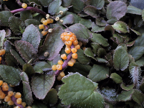 Gunnera hamiltonii