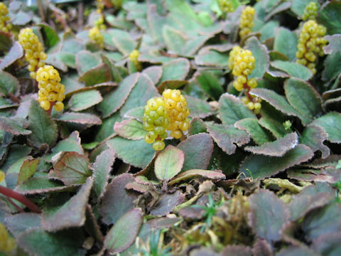 Gunnera hamiltonii