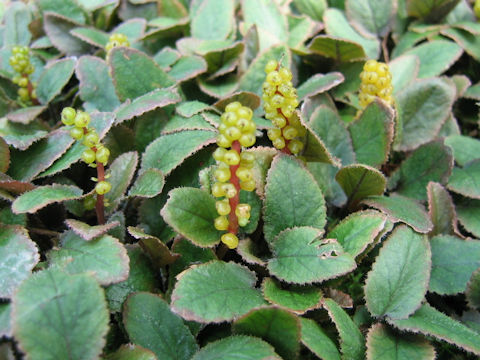 Gunnera hamiltonii