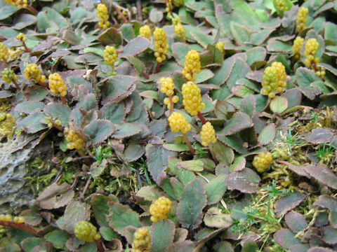 Gunnera hamiltonii