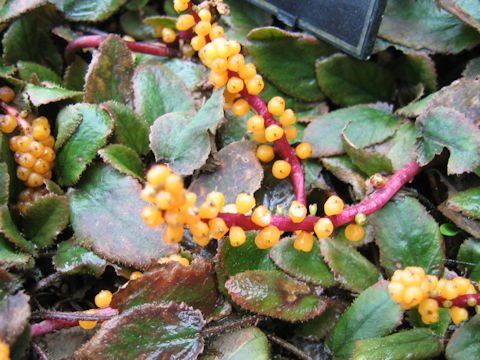 Gunnera hamiltonii