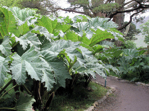 Gunnera manicata