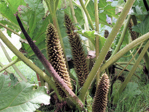 Gunnera manicata