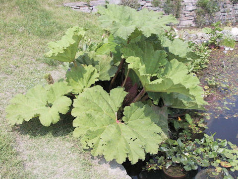 Gunnera manicata