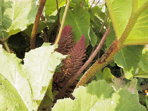 Gunnera manicata