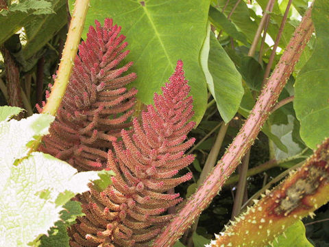 Gunnera manicata