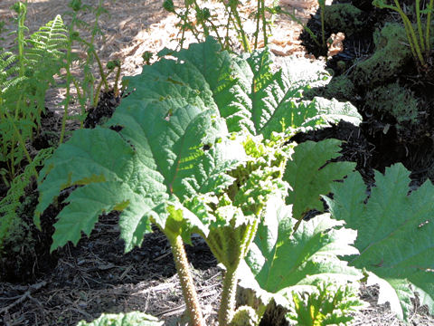 Gunnera manicata