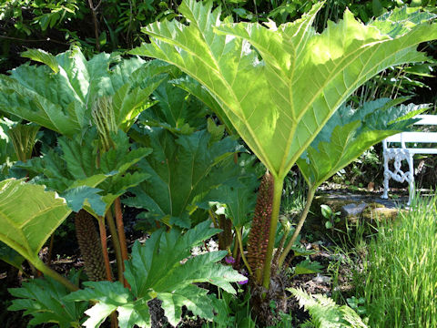 Gunnera manicata