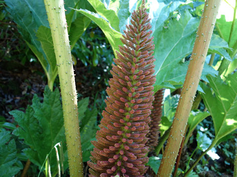 Gunnera manicata