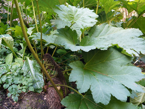 Gunnera manicata