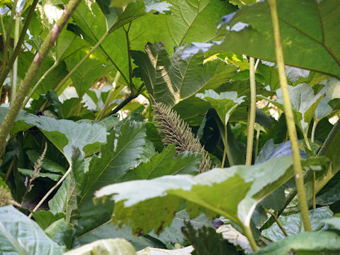 Gunnera manicata