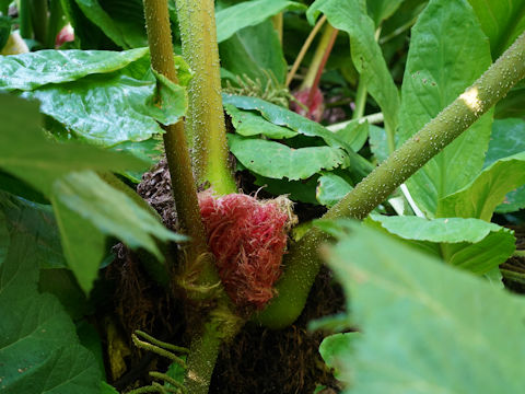 Gunnera manicata