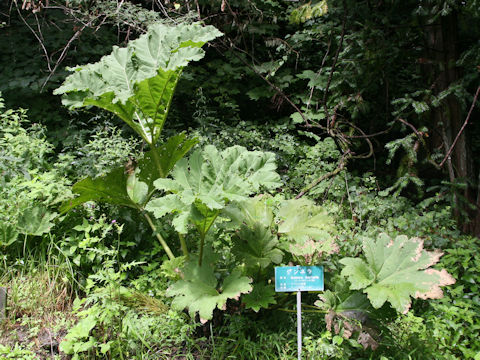 Gunnera manicata