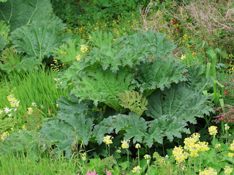 Gunnera tinctoria
