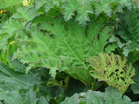 Gunnera tinctoria