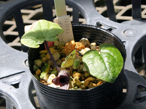 Asarum gusk